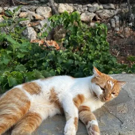 Gokseki Sokak 75b Kaş
